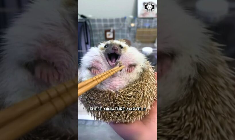 Hedgehog 🦔 CUTEST Pet EVER?