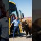 Hero Bison Saves Bus From Collapsing Bridge! #animals #rescue #wildlife