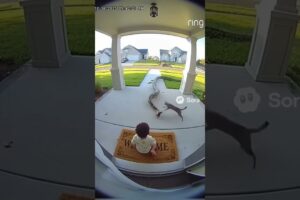 Hero Cat Saves Baby from Giant Python! (Caught on Ring Doorbell Footage) #viralvideo2025 #cctv