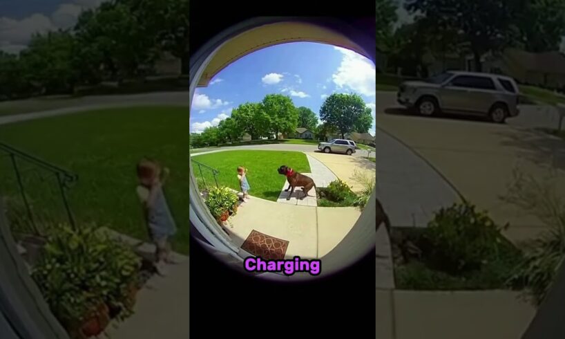 Hero Cat Saves Child From Vicious Dog Attack | Caught on Camera
