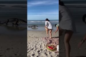 🐶Hero Dog Saves Baby from Alligator 😱 | Family Beach Turns Into Rescue Scene