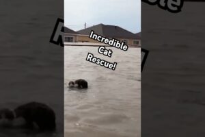 Hero Saves Cat From High Floodwaters #CatRescue #AnimalRescue