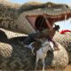 Heroic Rescue Team Saves Poor White Horse from Giant Mutant Python’s Terrifying Attack 🐴