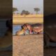 Hippo vs Lion: Brutal Fight Caught on Camera 🦛🦁 | Safari Footage