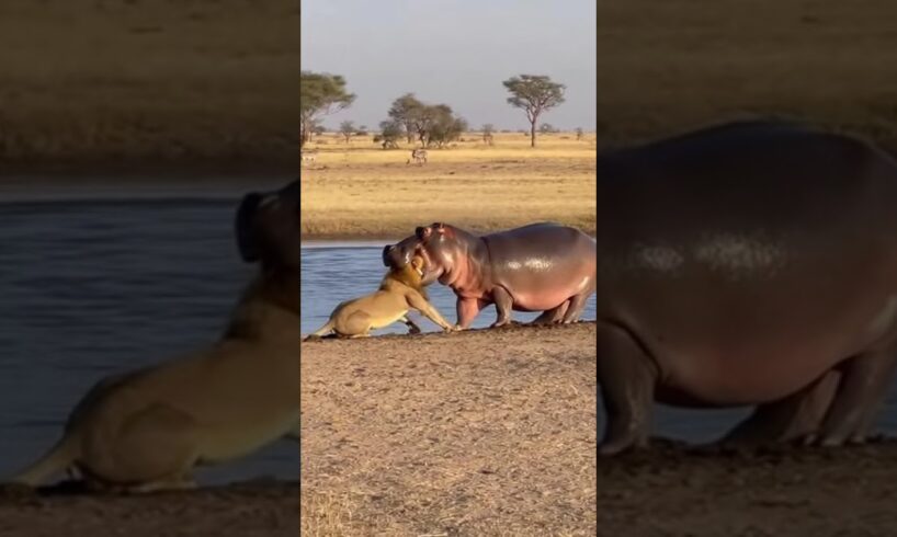 Hippo vs Lion: Brutal Fight Caught on Camera 🦛🦁 | Safari Footage