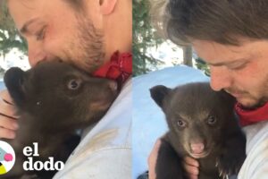 Hombre dedica su vida a mantener a los osos a salvo I El Dodo