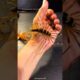 House Centipede:Nature's Pest Control Experts