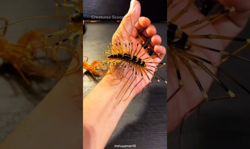 House Centipede:Nature's Pest Control Experts