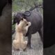 How A Cape Buffalo Overcame Lionesses Attack/Animal Attack 2022/Lion Attack Video