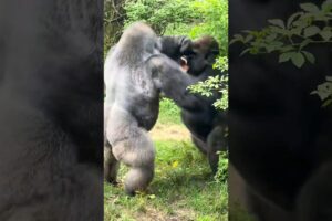 How Powerful Are Gorillas Compared To Humans? #gorilla #shorts