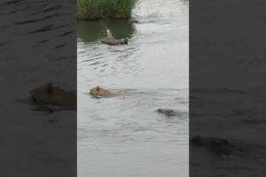 Huge Crocodile Attacks Male Lion 😱