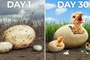 I Hatched the World's Biggest vs Smallest Eggs