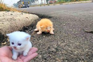 I adopt homeless kittens meowing on the side of the road, small rescued kittens,