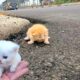 I adopt homeless kittens meowing on the side of the road, small rescued kittens,