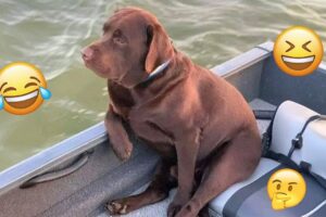 I dare you not to LAUGH at these FUNNY DOGS 😁🦮 - Best Funny Animals Videos 2025 #95