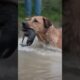 Incredible Dog Rescues Kittens #animalrescue