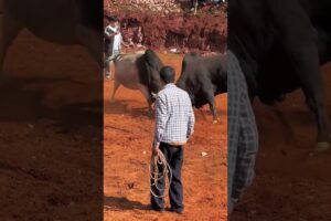 Indonesia (Bali, Madura) – Karapan Sapi (bull races, sometimes fights) #music #cow #shorts