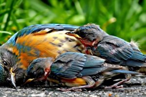 Injured Eastern Bluebird Rescue – Gentle Care & Recovery Journey 🐦 🆘 | Calming ASMR & Wilderness