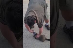 Inspiring Animal Rescues #shorts