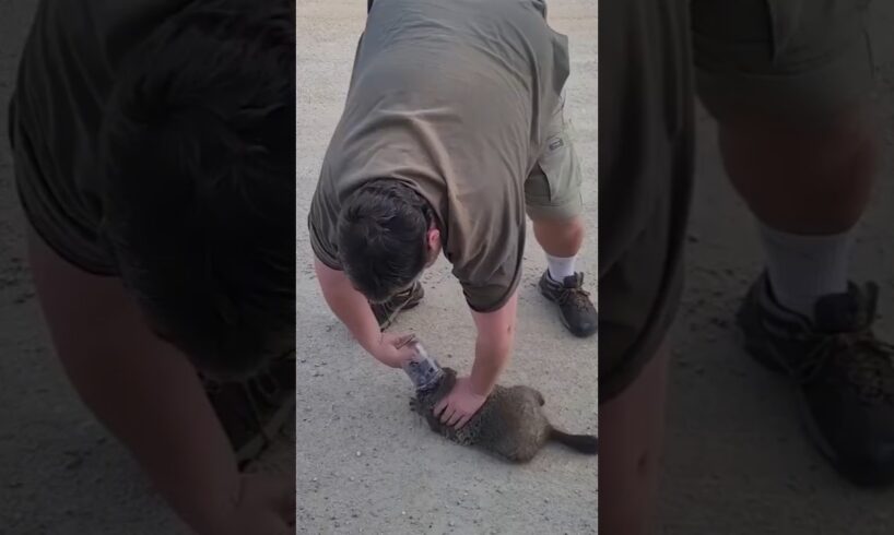 Inspiring Animal Rescues #shorts