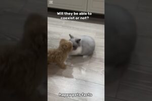 It makes my heart so happy to see them playing. #shorts