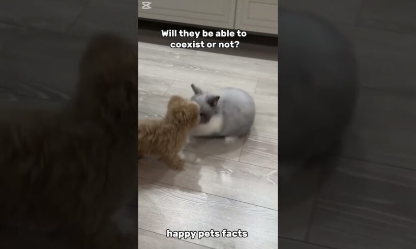 It makes my heart so happy to see them playing. #shorts