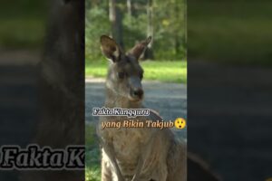 Kangguru: Hewan Kecil dengan Rahasia Besar#SatwaLiar #InfoFauna