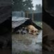 Kind Man Saves Mother Dog and Newborn Puppies #animalrescue #dog #puppy