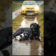 Kind Young Man Rescues Labrador Mom and Her Newborn Puppy #animalrescue #labrador #puppy