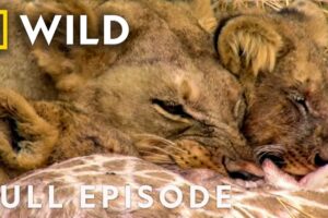 King Slayer Showdown (Full Episode) | Animal Fight Night | Nat Geo Animals