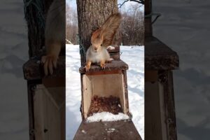 🐿️🪶Kuşların Payı, Sincapların Oyunu. ABD’deki En Zeki Yemlikler! #FloraFauna #Belgesel #Hayvanlar