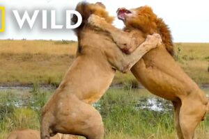 🔴 LIVE: Nature's Savage Battles for Survival | Animal Fight Night FULL EPISODES | Nat Geo Animals