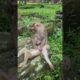 LYNX his mom playing on stone near temple #shorts #monkey #cute #animals #viral #wildlife #baby