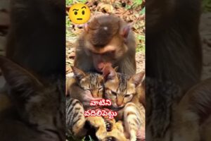 Leave them alone | వాటిని వదిలిపెట్టు🤨