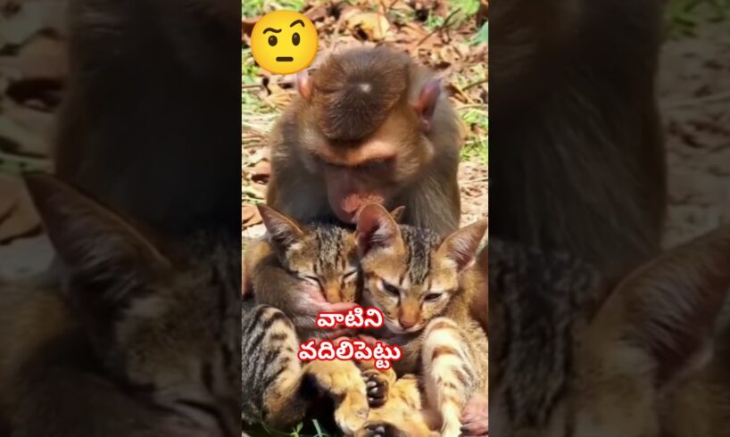 Leave them alone | వాటిని వదిలిపెట్టు🤨