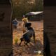 Leopard Attacks Farmer, Brave Rottweiler Fights Back!