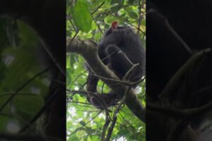 Lets Play: Schimpansen-Puppen #tiere #natur