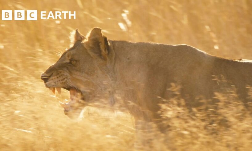 Lion Pride Fights to Stay Alive | Big Cats 24/7 | BBC Earth
