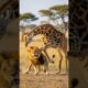 Lion fights giraffe #shorts #youtubeshorts #viral #trending #fyp