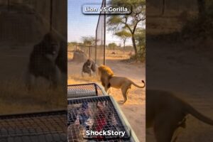 Lion vs Gorilla Fight — Real Zoo Footage Shocks Tourists!