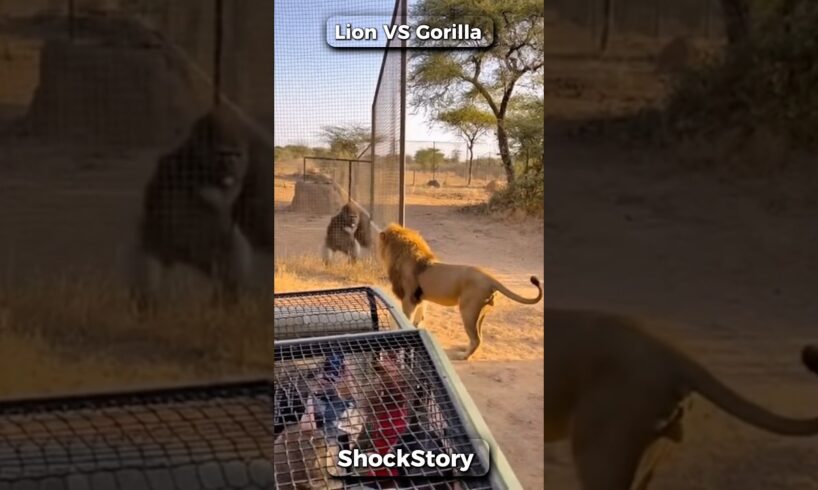 Lion vs Gorilla Fight — Real Zoo Footage Shocks Tourists!