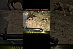 Lion vs Tiger🤯👑 #trending #shorts #animals #lion #tiger #buffalo #king #sigma