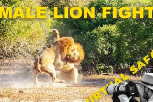Lions Clash in Explosive Territorial Fight | Virtual Safari #276