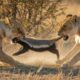 Lions Regret Messing with the Wrong Honey Badger
