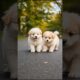 Little Cute Puppies Adorable Video #puppy #cute #pets #dog #viral #shorts