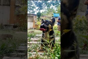 Little Puppy Playing In The Garden #puppy #dog #shorts