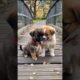 Little cutest puppies playing #puppy #cute #cutedog #dog #pets #shorts