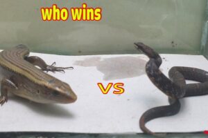 Lizard  vs  Snake
