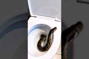 Los rescates de animales más IMPOSIBLES