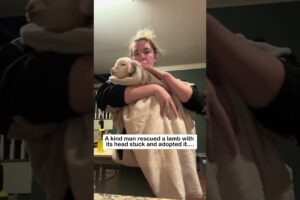 Love warms the lamb #wildliferescue #animals #animalfriendshipgoals #rescue #cute#lamb #lovestory